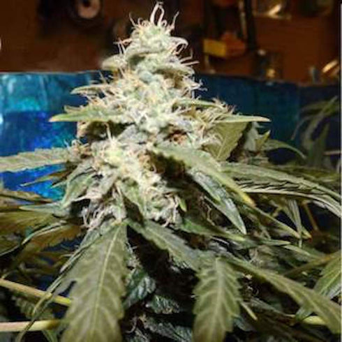 Nirvana Seeds - Auto Short Rider