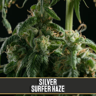 BlimBurn Seeds - Silver Surfer Haze