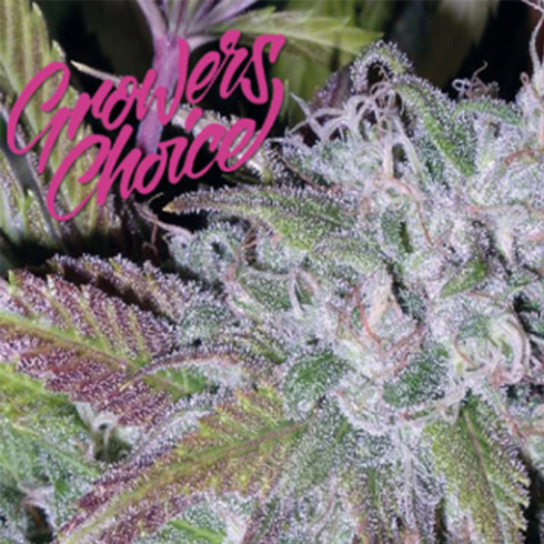 Growers Choice - Silver Grape Sherbet