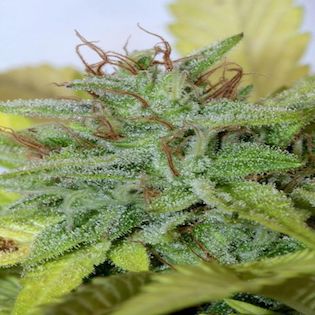 Mamiko Seeds - Sister Cookies