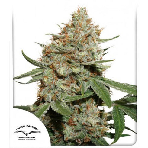 Dutch Passion - Skunk #11