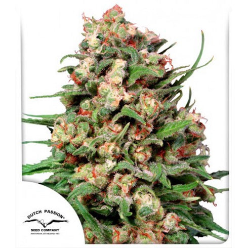 Dutch Passion - Skunk #1