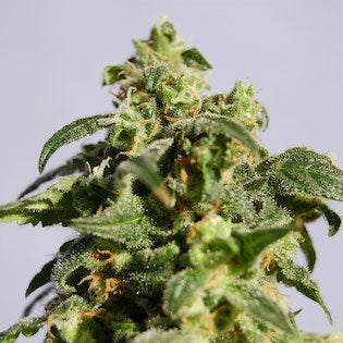 Kannabia Seeds - Skunk + (Power Skunk)