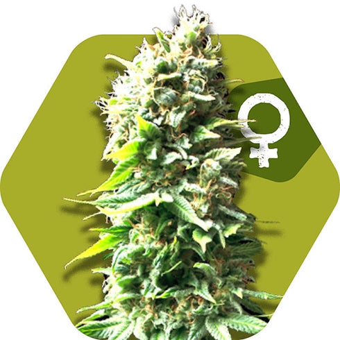 Zambeza Seeds - Skunk