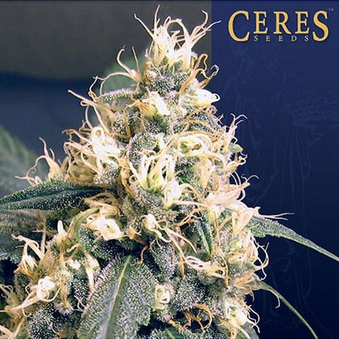 Ceres Seeds - Ceres Skunk