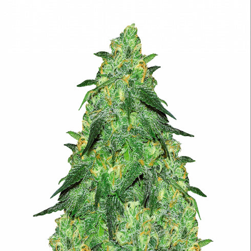 Flying Dutchmen - Skunk Classic