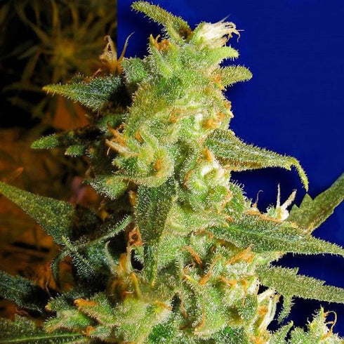 Ceres Seeds - Skunk Haze