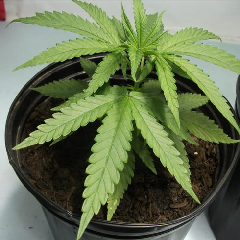 Mr Nice Seedbank - Skunk Haze