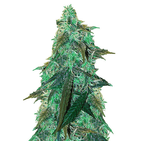 Flying Dutchmen - Skunk #1