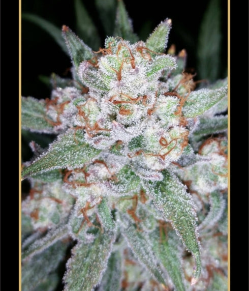 Mephisto Genetics - Skystomper Auto