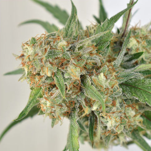 Dutch Passion - Skywalker Haze