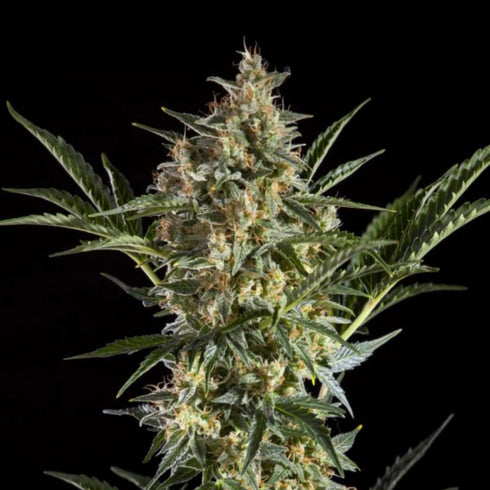 Philosopher Seeds - Sleepy Yoda Auto