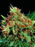 Sagarmatha Seeds - Slyder