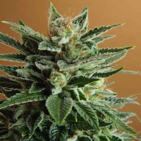 Nirvana Seeds - Snow White