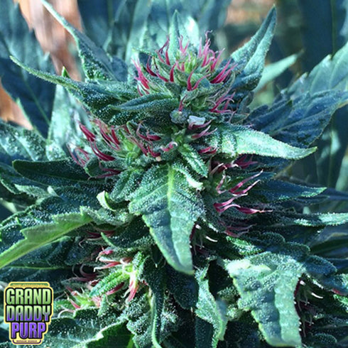 Grand Daddy Purple - Snowcap