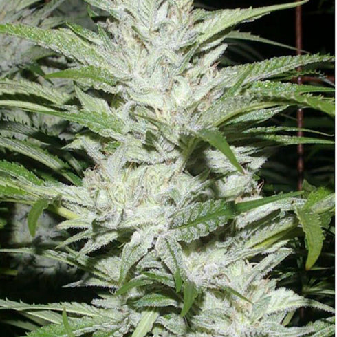 Digital Genetics - Snowfire Isis Kush