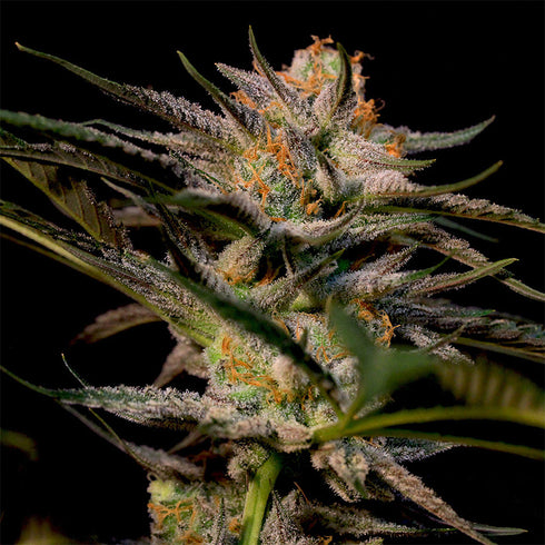 Original Dampkring Genetics - Solero
