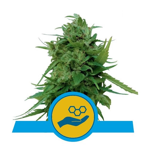 Royal Queen Seeds - Solomatic CBD Auto