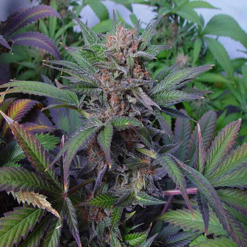 Soma Seeds - Somango