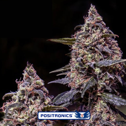 Positronic Seeds - Somango #47