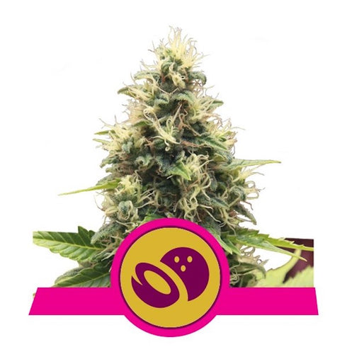 Royal Queen Seeds - Somango XL