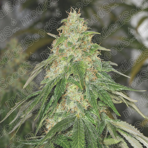 Medical Seeds - Some Sweet