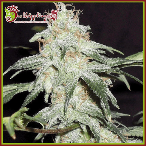 Dr Krippling Seeds - Sonic Bloom Auto