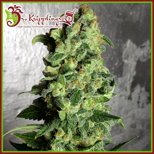 Dr Krippling Seeds - Super Skunk Auto