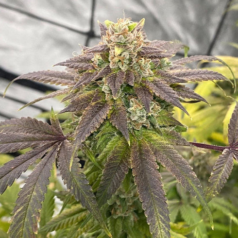 Dark Horse Genetics - Soul Ztone