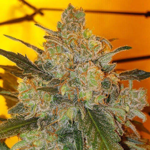 Karma Genetics - Sour Ananas