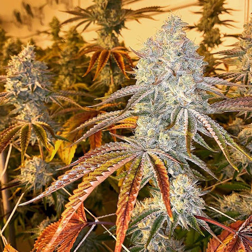 Good Buzz Genetics - Sour Diesel