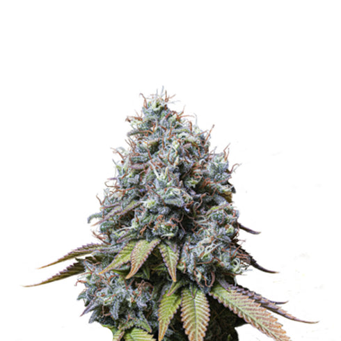 Seed Stockers Seeds - Sour Diesel