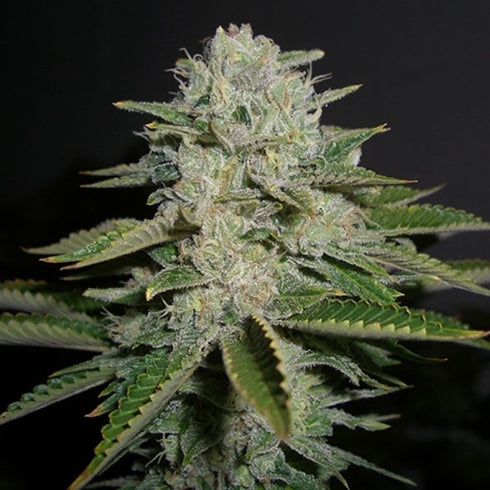 Reserva Privada - Sour Diesel