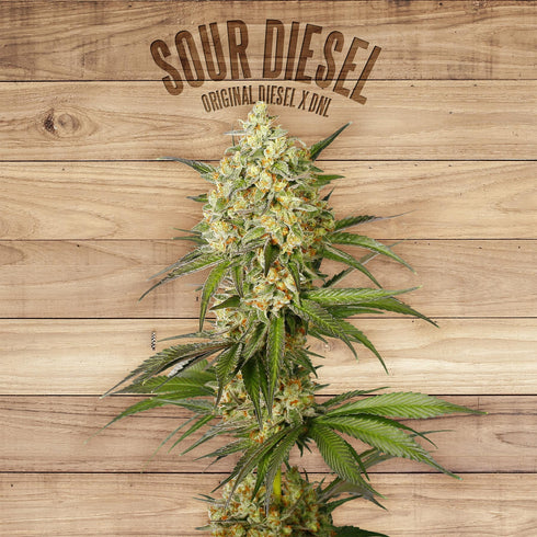 The Plant - Sour Diesel