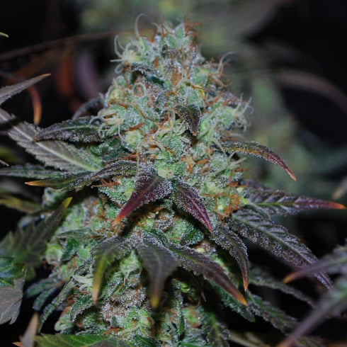 Karma Genetics - Sour Leda