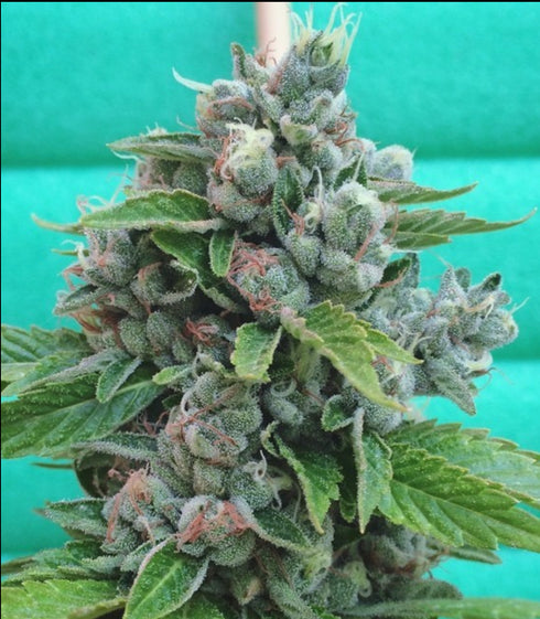 Mamiko Seeds - Sour Cookies