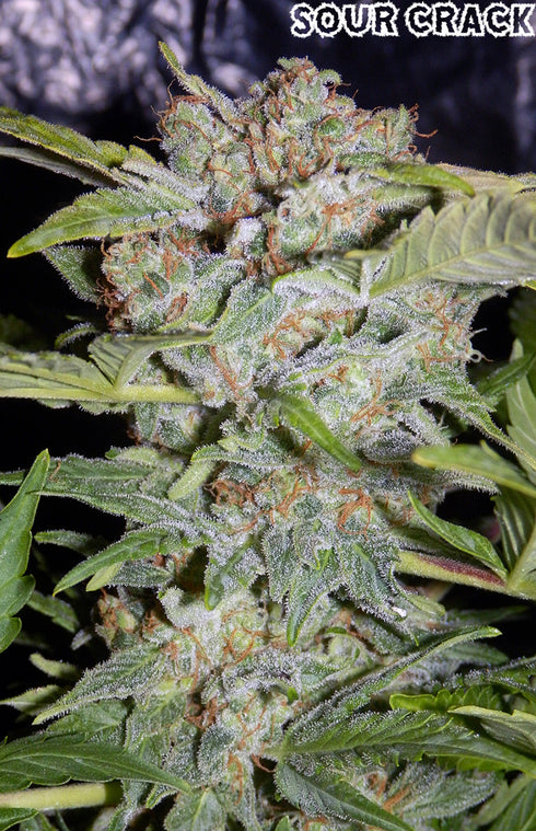 Mephisto Genetics - Sour Crack Auto