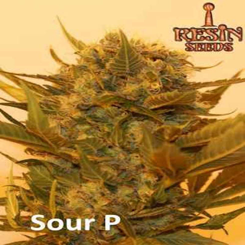 Resin Seeds - Sour P