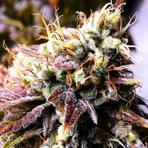 Holy Smoke Seeds - Sour Blackberry Diesel