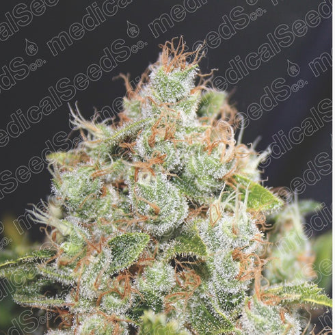 Medical Seeds - Sour Diesel