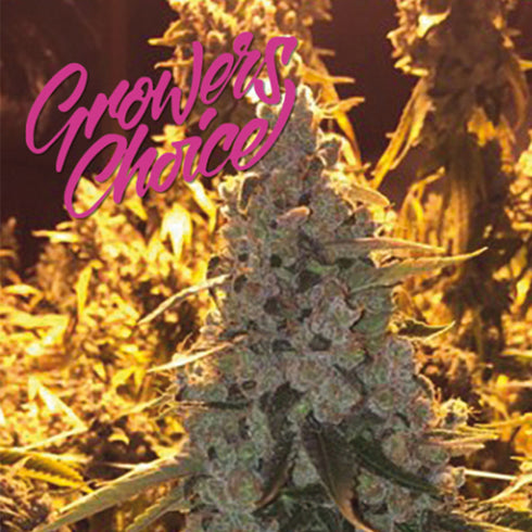 Growers Choice - Sour Diesel