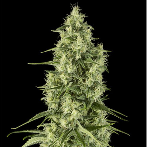 Dinafem Seeds - Sour Diesel Auto