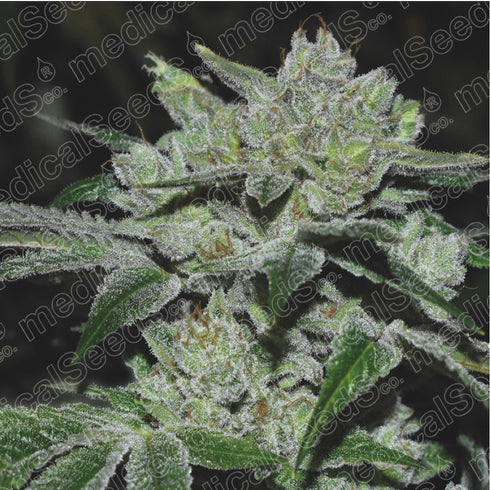 Medical Seeds - Sour Glue