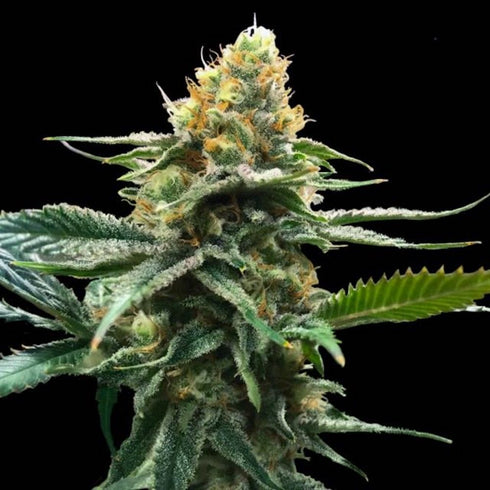 DNA Genetics - Sour Sorbet (Sorbet Collection)