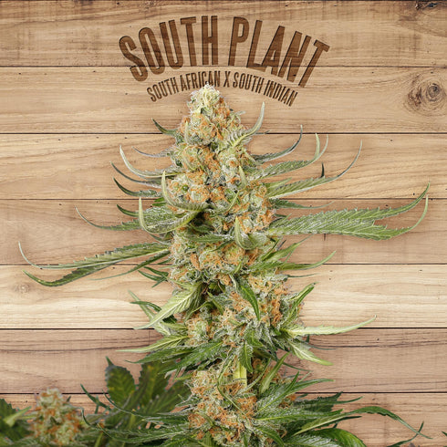 The Plant - South Plant