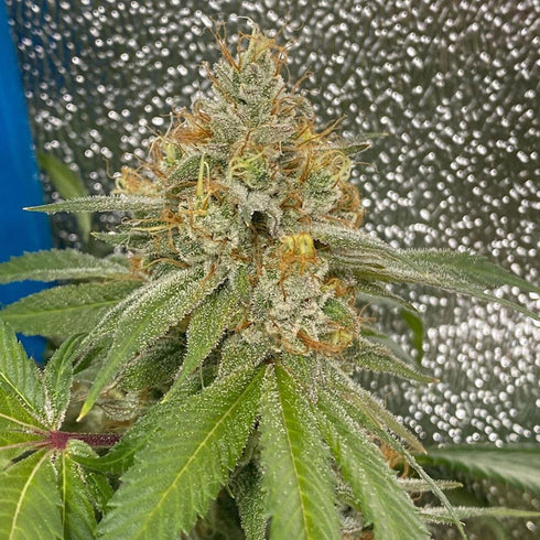 Dark Horse Genetics - Space Ztone