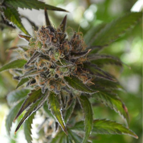 Subcool Seeds/TGA Genetics - Space Candy