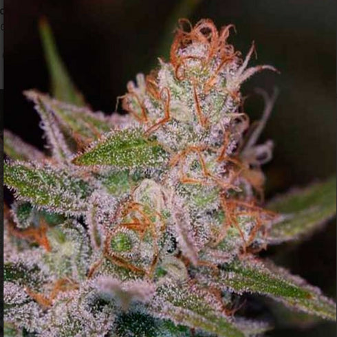 Subcool Seeds/TGA Genetics - Space Dawg