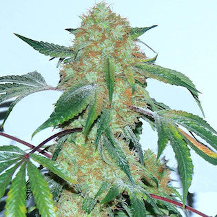 Elev8 Seeds - Spaceman