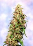Sagarmatha Seeds - Special K